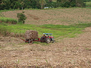 Leaving cane offcuts on the fields rather than burning helps reduce soil erosion.
© Ryan Collins / WWF-SPPO
© Ryan Collins / WWF-SPPO