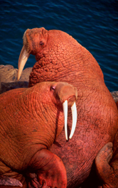 Pacific walrus (Odobenus rosmarus divergens), Bering Sea.
© WWF / Kevin SCHAFER
© WWF / Kevin SCHAFER