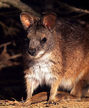 An Australian relative of the dusky pademelon. Here, red-necked pademelon (Thylogale thetis), ...
© WWF / Martin HARVEY
© WWF / Martin HARVEY
