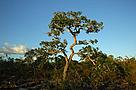 Cerrado landscape