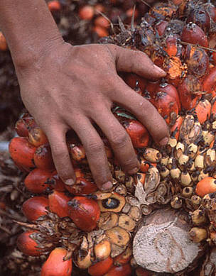 Palm oil.
© WWF / Alain COMPOST
© WWF / Alain COMPOST
