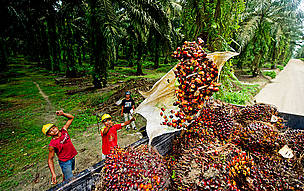 Palm fruit is piled up to be weighed. / ©: James Morgan / WWF International / ©: James Morgan / WWF International