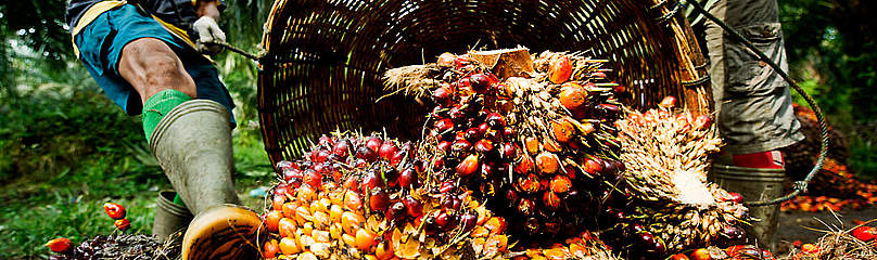Collection of palm oil fruit
© James Morgan / WWF International
© James Morgan / WWF International