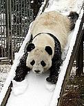 © - © - Panda on the snow.