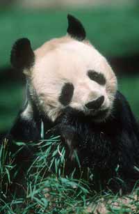 Pandas mainly use their strong jaws and teeth for eating bamboo, but they will bite if confronted.