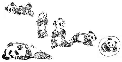 ภาพวาดต้นแบบ โลโล้ WWF / ©: WWF-Canon rel=