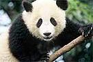 Giant panda (Ailuropoda melanoleuca).