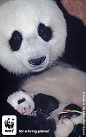 Giant female panda named n°8 with her 1 month old baby. Wolong Nature Reserve, China. © Susan A. MAINKA / WWF Giant female panda named n°8 with her 1 month old baby. Wolong Nature Reserve, China.