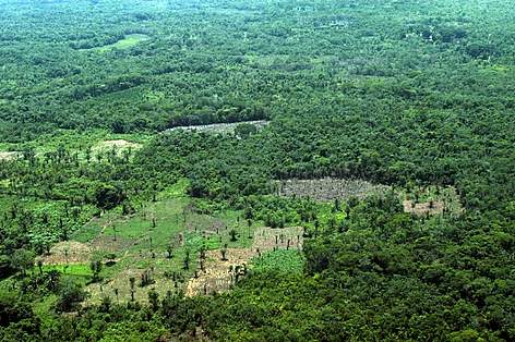 Pantanal Deforestación
© WWF Bolivia rel=