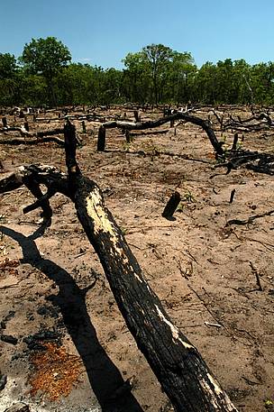 Pantanal Deforestación
© wwf
© wwf