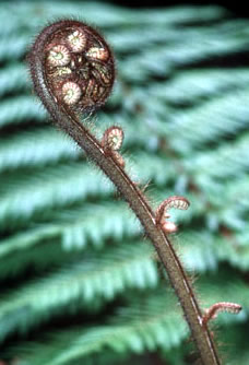 Opening of a fern with an opened fern as a background. In Maori culture, the opening of a fern ...
© WWF / Stéfane MAURIS Opening of a fern with an opened fern as a background. In Maori culture, the opening of a fern ...
© WWF / Stéfane MAURIS