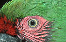 The study identifies 794 species in 595 sites around the world that are threatened with imminent extinction, including many species of birds, including parrots, as well as mammals, amphibians and reptiles.