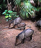 Collared peccary (Pecari tajacu).