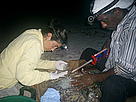 Paulino Pelagio and Ohiana Revuelta attach a transmitter to Adamanay