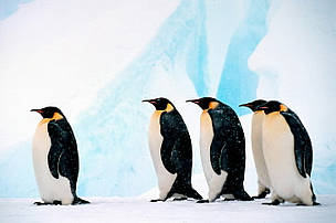 The Emperor penguin, the largest penguin in the world, is endemic to Antarctica.
© WWF / Fritz PÖLKING
© WWF / Fritz PÖLKING