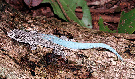 Gecko (Phelsuma borai)
© Frank Glaw / WWF Madagascar rel=