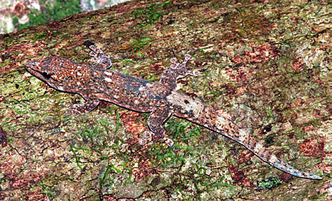 Gecko (Phelsuma borai)
© Frank Glaw / WWF Madagascar Gecko, Phelsuma borai rel=