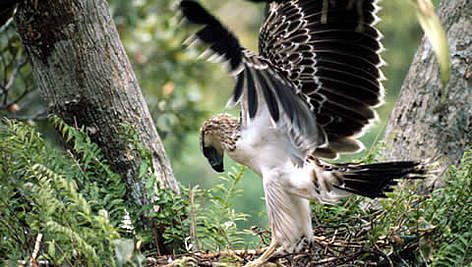 The Monkey-eating eagle or Great Philippine eagle (Pithecophaga jefferyi) with young in nest.
© WWF / Robert S. KENNEDY The Monkey-eating eagle or Great Philippine eagle (<i>Pithecophaga jefferyi</i>) with ... rel=