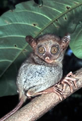 Philippine tarsier (Tarsius syrichta) - One of the smallest primates, this sub-species is endemic ...
© WWF / Jürgen FREUND Tarsius syrichta Philippine tarsier One of the smallest primates, this sub-species is endemic to ...
© WWF / Jürgen FREUND