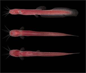 A blind and tiny, bright red new species of catfish that lives mainly in subterranean waters. Found in the state of Rondonia, Brazil, the fish Phreatobius dracunculus began to appear after a well was dug in the village of Rio Pardo, when they were accidentally trapped in buckets used to extract water. The species has since been found in another 12 of 20 wells in the region.