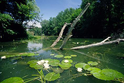 Danube Floodplain National Park / Austria
© WWF-Austria/P.Huber rel=