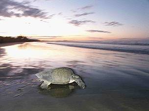 Olive ridley at Ostional beach
© Carlos Drews/WWF LAC
© Carlos Drews/WWF LAC