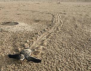 Leatherback hatchling crawling towards the sea
© Carlos Drews/WWF LAC
© Carlos Drews/WWF LAC
