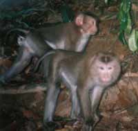 Pig-tailed macaque
© Barney Long / WWF / Quang nam Forest Protection Department Pig-tailed macaque (Macaca leonine).
© Barney Long / WWF / Quang nam Forest Protection Department