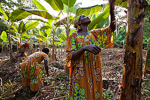 Women on a plantain plantation, Mambele, Cameroon, are members of WWF-supported Women's Heath and ...
© Brent Stirton / Getty Images / WWF-UK
© Brent Stirton / Getty Images / WWF-UK