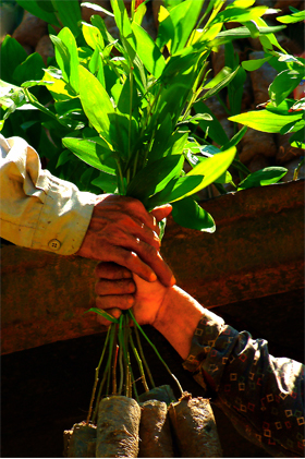 Partnership in planting at Dang Van Tran, Vietnam.
© WWF Greater Mekong Programme
© WWF Greater Mekong Programme