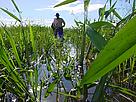 Otuquis Protected Area, Bolivian Pantanal. Flooded landscape.