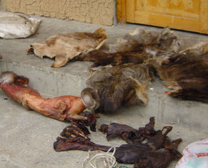 The remains of animals poached from the Wanglang Nature Reserve, Sichuan province, China. Poaching ... / ©: WWF China Remains of poached animals in panda habitat. / ©: WWF China