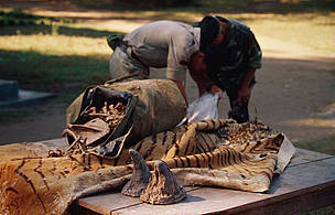 Confiscated rhinoceros horns, tiger skin and bones Chitwan National Park, Nepal. © Jim Jabara / WWF Confiscated rhinoceros horns, tiger skin and bones Chitwan National Park, Nepal.