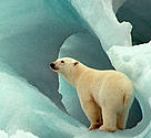 The Barents Sea provides unique Arctic habitats for many species, including polar bears.