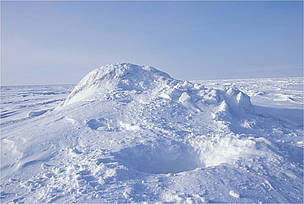 Polar bear den opening near the Alaska coast.
© US Fish and Wildlife Service
© US Fish and Wildlife Service
