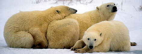 Polar Bears, female with cubs. Churchill, Manitoba Canada.
© WWF / Kevin SCHAFER Polar Bears, female with cubs. Churchill, Manitoba Canada. rel=