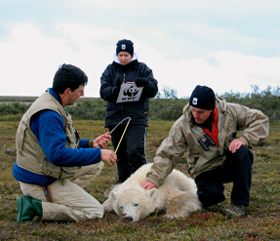 WWF and Canadian Wildlife Service / Environment Canada scientists conducting polar bear research. ...
© Kean Moynihan / WWF-Canada
© Kean Moynihan / WWF-Canada