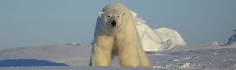 Polar bears in the southern Beaufort Sea are showing signs of vulnerability, such as diminished ...
© Eric V. Regehr / USGS Polar bears in the southern Beaufort Sea are showing signs of vulnerability, such as diminished ...
© Eric V. Regehr / USGS