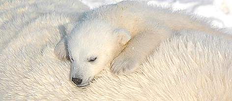 A polar bear cub sleeps on its mother.
© WWF / Geoff York rel=