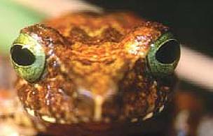 This tree frog, Polypedates chlorophthalmus, is one of the species new to science in Borneo.
© © Dr Indraneil Das
© © Dr Indraneil Das