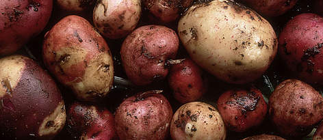Over 56 varieties of potato are grown on Raices Andinas reserve, Laguna La Cocha, Colombia.
© Edward Parker / WWF rel=