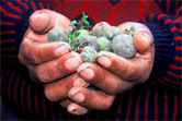 Potatoes are very diverse in the Andes, where over 100 varieties are sometimes grown in a single ...
© WWF / Diego M. GARCES
© WWF / Diego M. GARCES