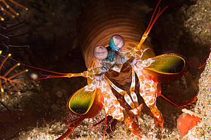 Close up of a Mantis shrimp (Stomatopod, Odontodactylus scyllarus), Raja Ampat, Indonesia.
© © Robert Delfs / WWF
© © Robert Delfs / WWF