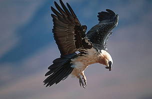 Bearded vulture, Drakensberg Range, South Africa.
© Martin Harvey / WWF
© Martin Harvey / WWF