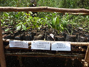 Fandriana: production de plants d'essences indigènes dans des pépinières communautaires
© Air France / Nicolas Petteau
© Air France / Nicolas Petteau