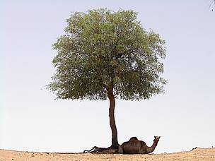 Camel resting in the shade of a ghaf tree
© Christophe Tourenq
© Christophe Tourenq