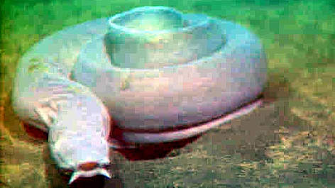 Pacific Hagfish, also known as rel=