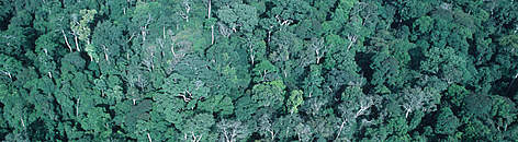 Tropical rainforest, Western Congo Basin, Gabon / ©: Martin Harvey / WWF-Canon rel=