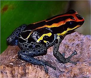 • One of the most extraordinary species, the Ranitomeya amazonica, a frog with an incredible burst of flames on its head, and contrasting water-patterned legs. The frog’s main habitat is near the Iquitos area in the region of Loreto, Peru, and is primary lowland moist forest. The frog has also been encountered in the Alpahuayo Mishana National Reserve in Peru.