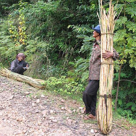 Collecting rattan is an important source of income in rural Cambodia, as shown here in Kampot ...
© Khou Eang Hourt / WWF-Cambodia rel=